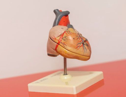 Innere Medizin Herz Modell